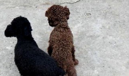 配狗视频,跟随镜头，见证狗狗们的欢乐时光