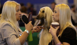 狗日女人视频,揭示人性阴暗面的惊悚之作