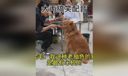 配狗视频,跟随镜头，见证狗狗们的欢乐时光