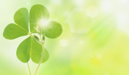 四叶草视频,一场视觉与心灵的盛宴