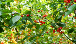 樱桃视频网,带你领略短视频的魅力世界