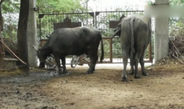 动物交配视频马,揭秘神奇交配瞬间