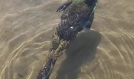 青蛙游泳视频,一场奇妙的游泳之旅