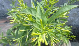 夜来香视频,探寻神秘花香的奇幻之旅