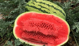 大西瓜 视频,揭秘西瓜种植与收获的奇妙之旅