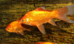 鱼视频观赏大全,探秘水族世界的精彩瞬间