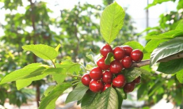 樱桃视频网,带你领略短视频的魅力世界