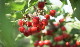 樱桃视频网,带你领略短视频的魅力世界